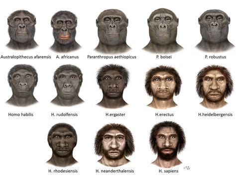 how are australopithecus similar to humans